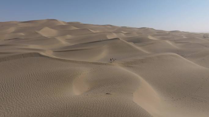 新疆塔克拉玛干沙漠野生动物黄羊鹅喉羚