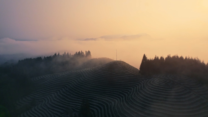 日出云海下的茶山