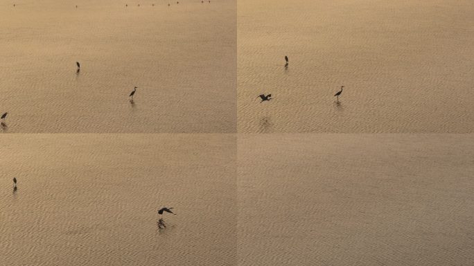 航拍江西鄱阳湖日落湖面的候鸟