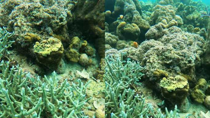 美丽的珊瑚礁花园在海底在科隆巴拉望岛，菲律宾