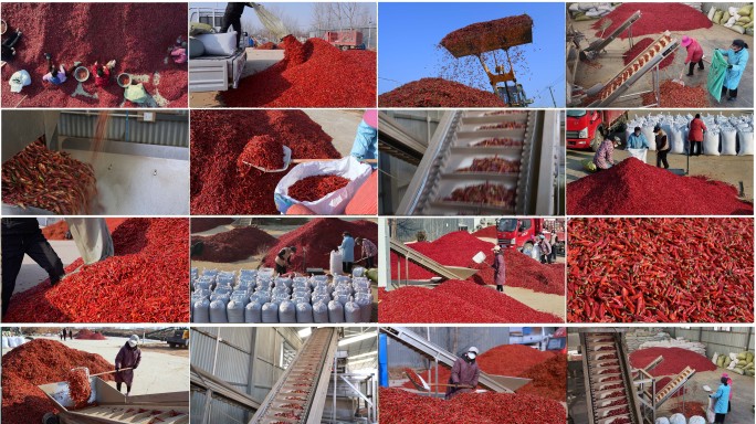 辣椒筛选加工销售