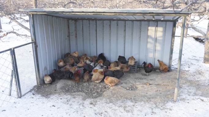 冬季鸡圈养殖散养鸡扎堆