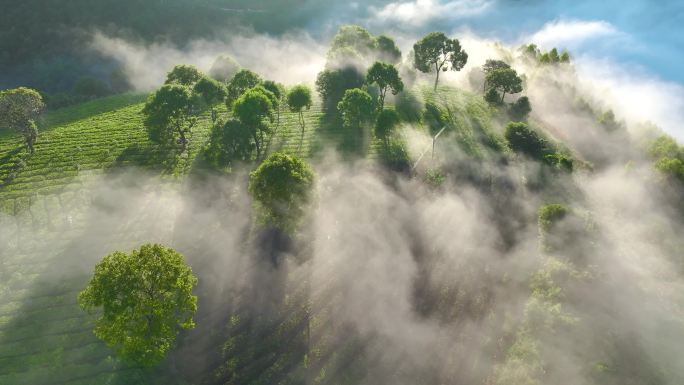 航拍云雾缭绕的茶山