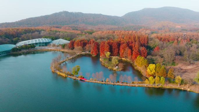 南京中山植物园前湖公园秋色