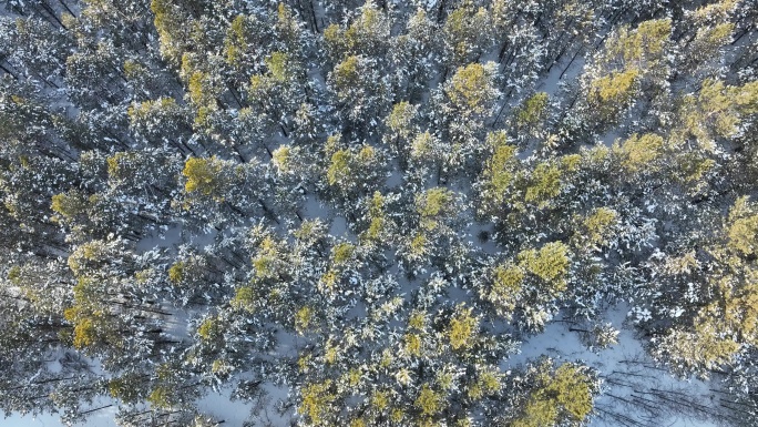 俯拍冬天沙地樟子松林树冠雪景