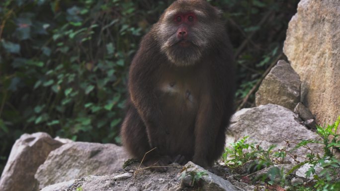 宝兴县野生猴子