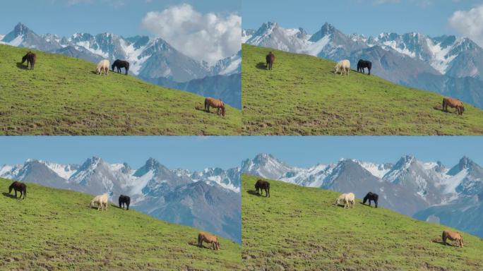 神木垒高山草甸牧马