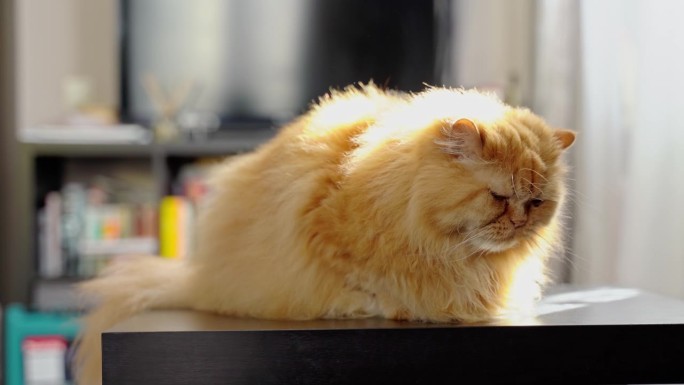 可爱的姜黄色猫躺在桌子上。毛茸茸的宠物坐在家里，不出去走走。漂亮的红猫坐在桌子上像一个圆面包