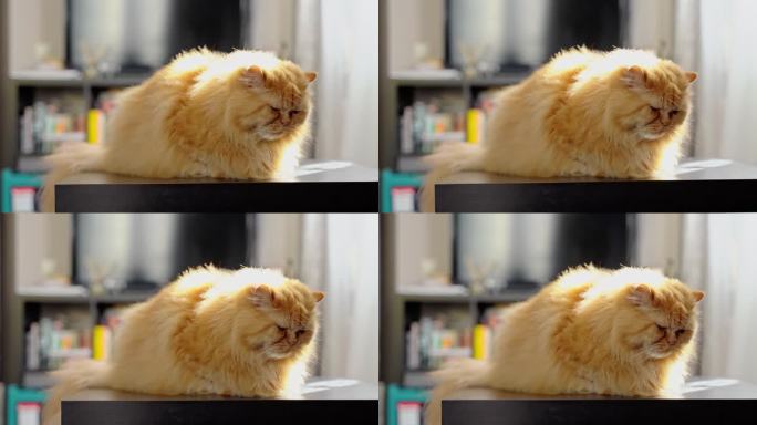 可爱的姜黄色猫躺在桌子上。毛茸茸的宠物坐在家里，不出去走走。漂亮的红猫坐在桌子上像一个圆面包