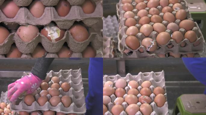 毛蛋 哑蛋 人工捡寡蛋 小鸡孵化出的蛋壳