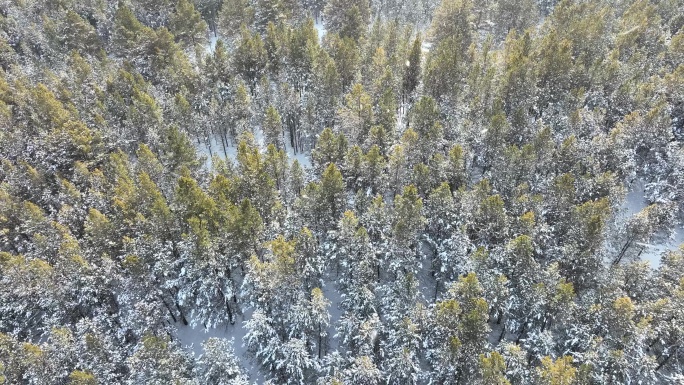 大兴安岭冬天风雪中的天然林雪花飞舞