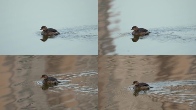 【4K超清】一只在湖面上畅游的鸭子