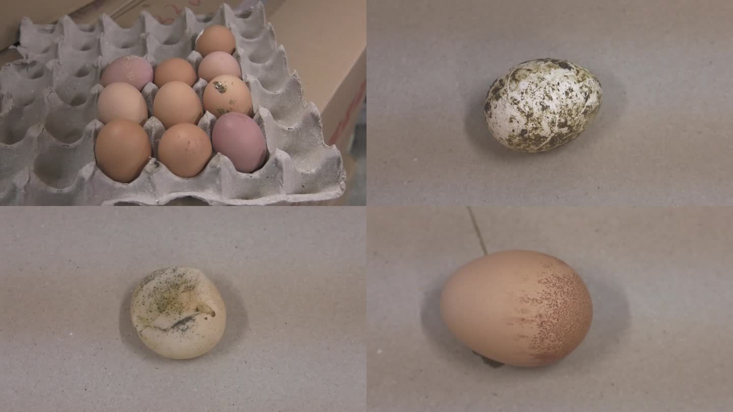 人工挑选种蛋 污染的鸡蛋 破壳蛋 软壳蛋