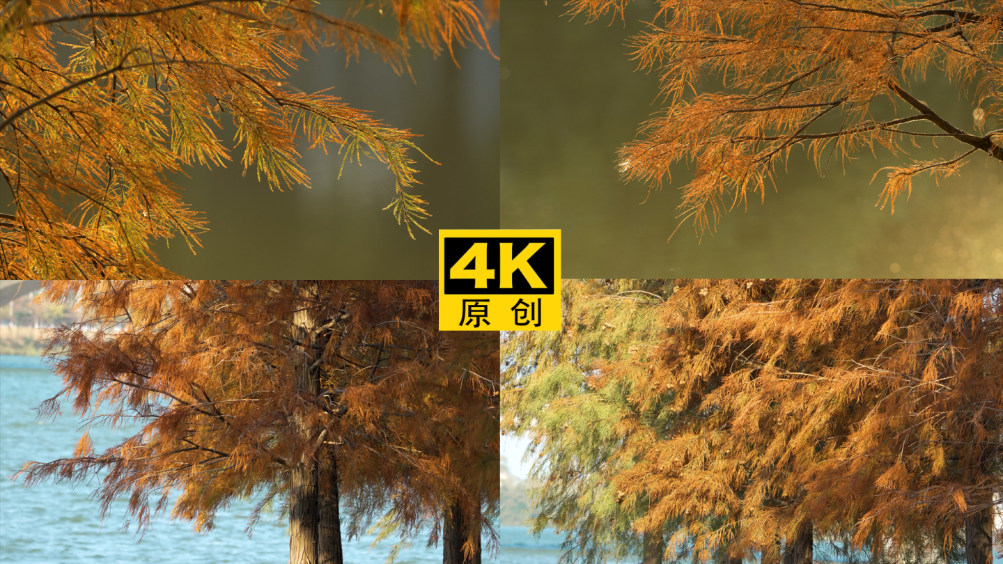 【4K超清】美丽的红杉木落羽杉视频素材