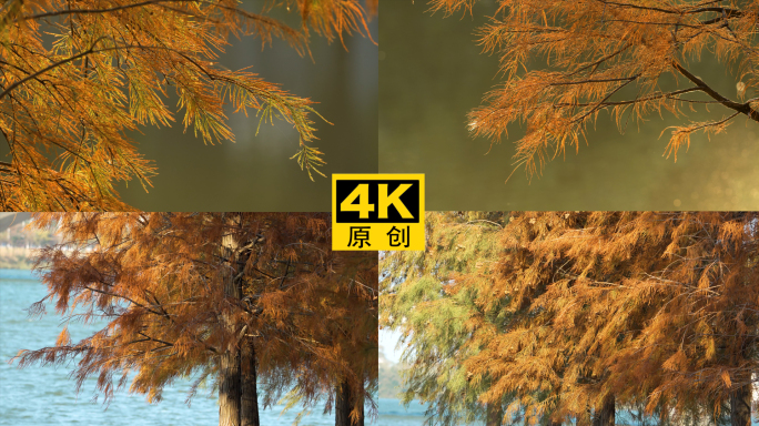 【4K超清】美丽的红杉木落羽杉视频素材