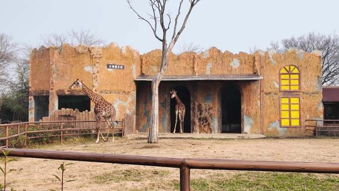 长颈鹿 动物园