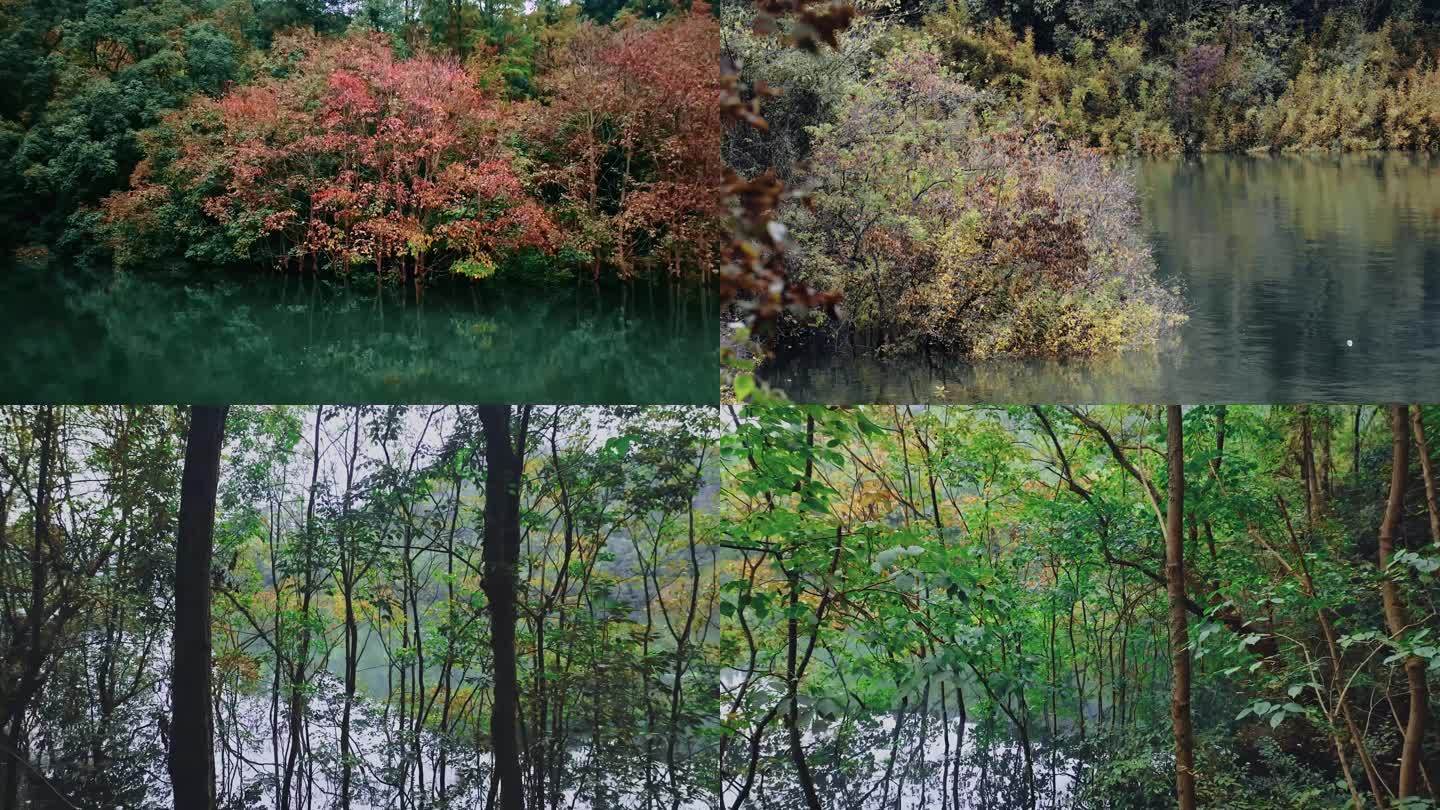 湖南国家湿地公园的秋季水中树木航拍