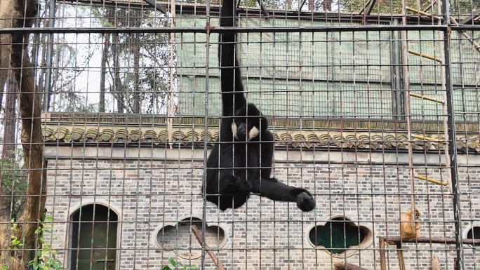 长臂猿 黑猴子 动物园猴子
