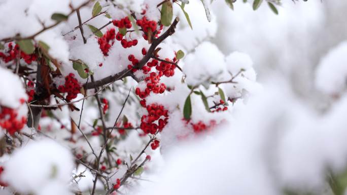 大雪中的火棘果相思豆、公路车辆、雪花飞舞