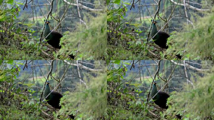 森林里的野生绿孔雀