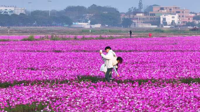 航拍中山崖口格桑花 花海3