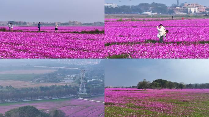 航拍中山崖口格桑花 花海3