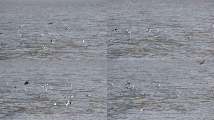 候鸟红嘴鸥在深圳湾公园休憩觅食