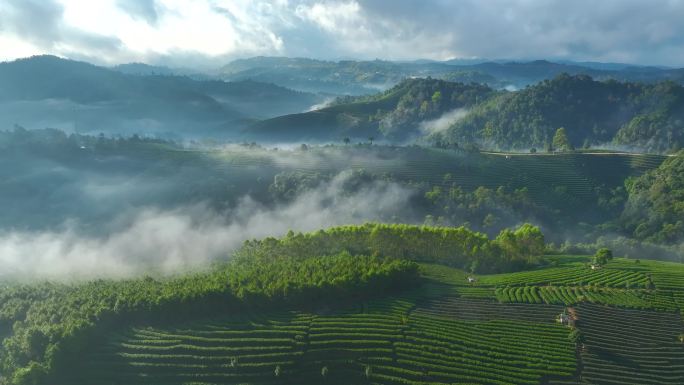 航拍云雾缭绕的茶山