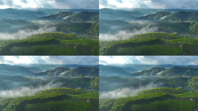 航拍云雾缭绕的茶山