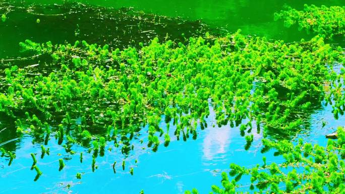 湖景 湖面 水面波光 绿茵茵的湖景