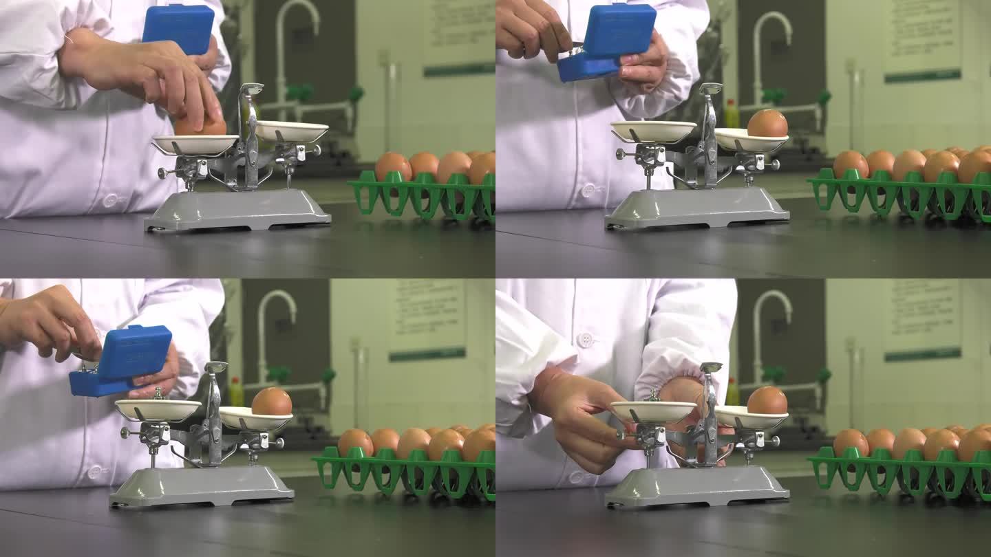 操作台 天平 鸡蛋 种蛋测定 称重