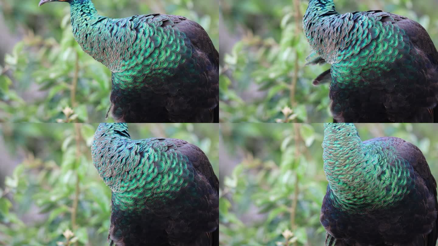 野生绿孔雀脖颈处特色鸟羽特写镜头