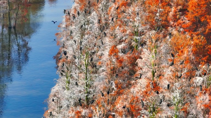 秋天的池杉湖 候鸟南迁