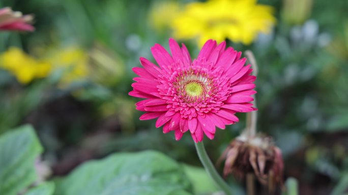 菊花-菊花展-园林艺术