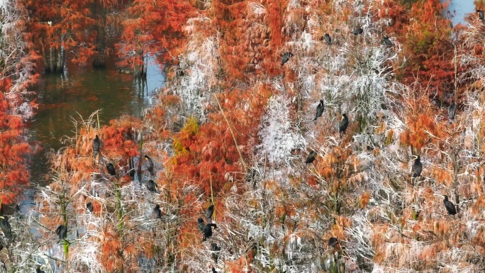 秋天的池杉湖 候鸟南迁