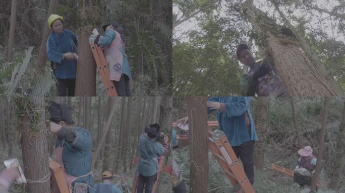 乡村农民劳动4KVLOG素材