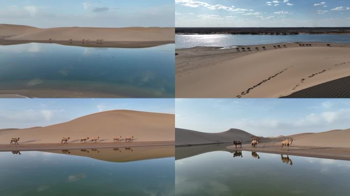 骆驼 沙漠 倒影 湖泊