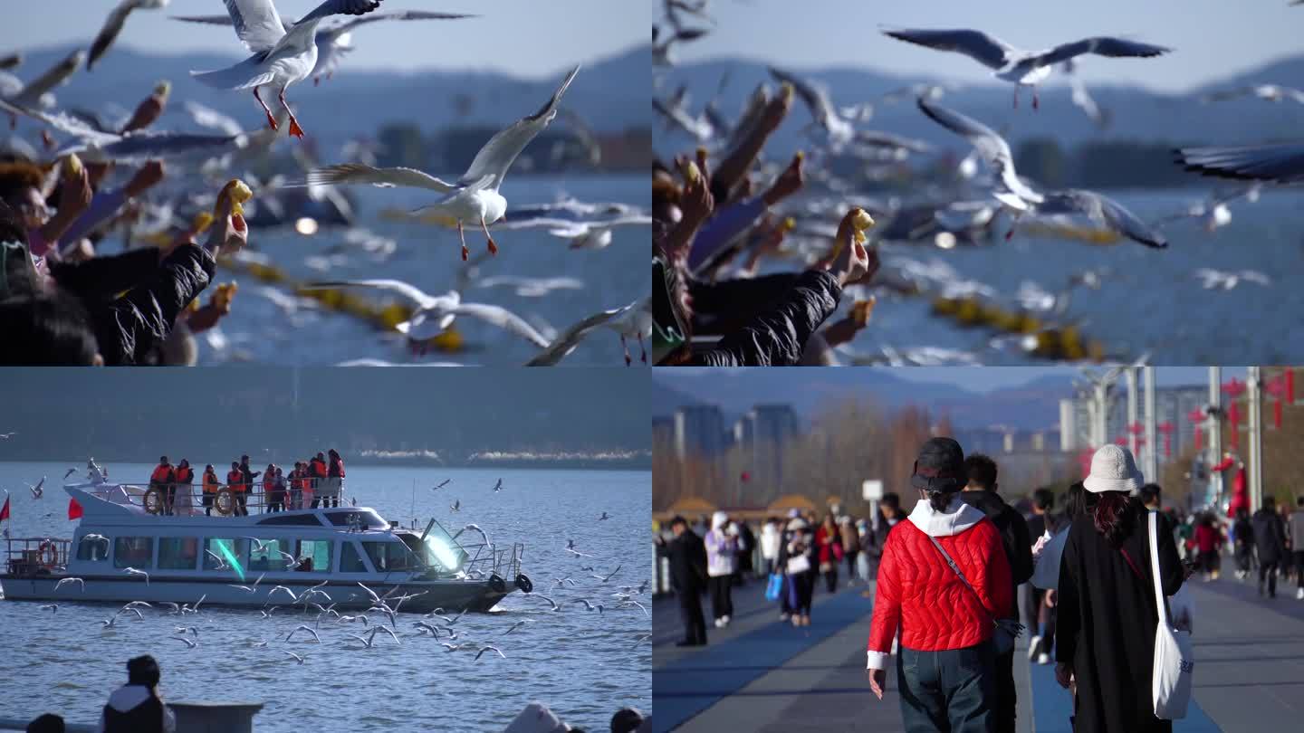 海埂大坝喂海鸥的游客