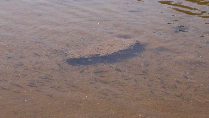 一群小鱼在清澈见底的河流里觅食