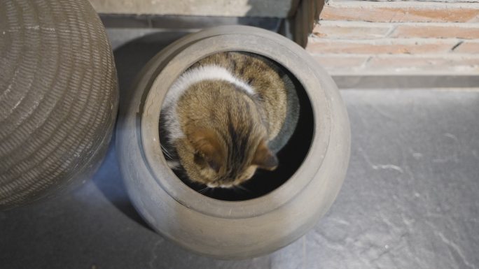 猫躲藏在缸子里张望好奇被吸引躲猫猫
