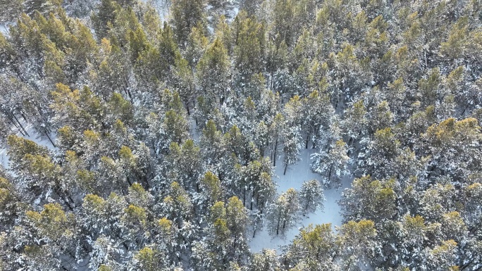 冬天风雪中的樟子松林 雪花飞舞