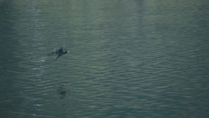东湖候鸟 白鹭 苍鹭 云雾缭绕 掠过湖面