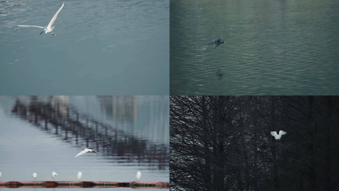 东湖候鸟 白鹭 苍鹭 云雾缭绕 掠过湖面