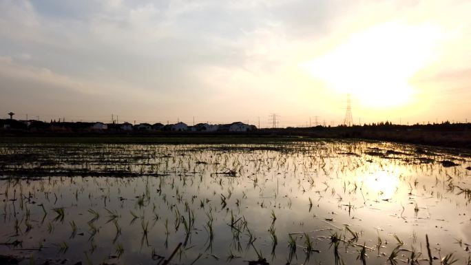 水稻田 农田 秧苗 江南农村