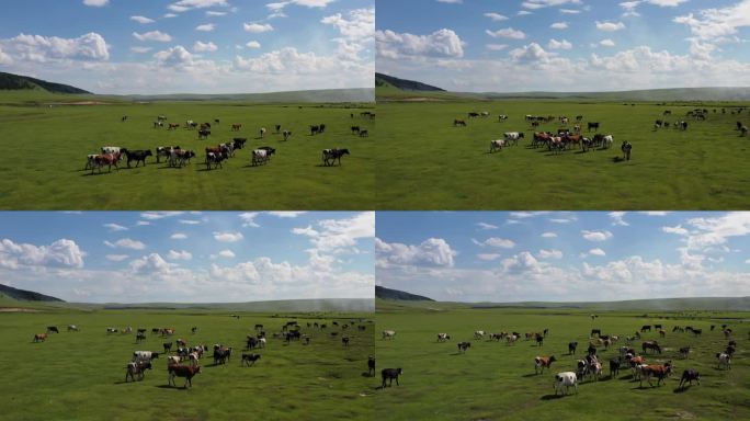 羊群 内蒙古草原 牛群 草原