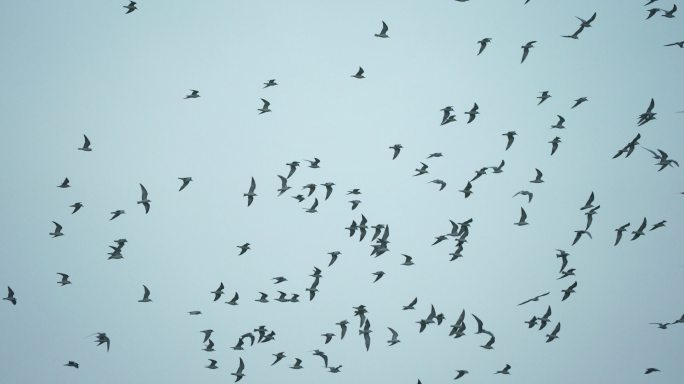海鸥群飞-慢镜头