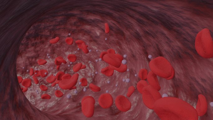 血管血液血细胞三维流动