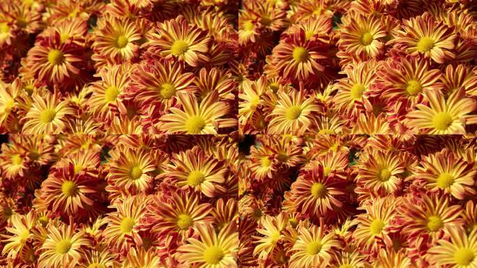 菊花-菊花展-园林艺术