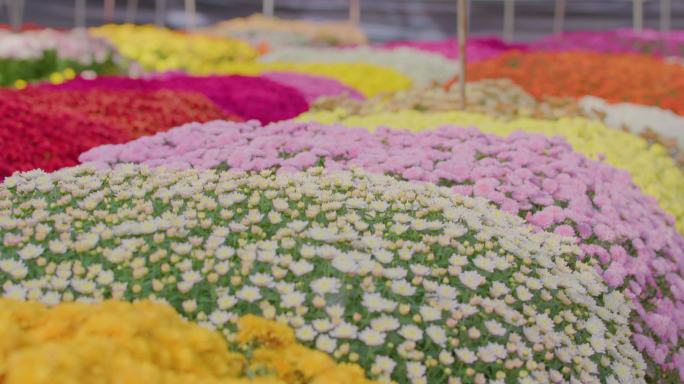 各色各类菊花花田合集