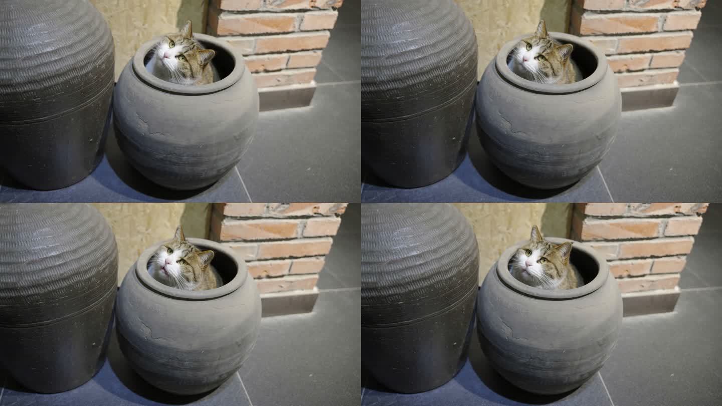 猫躲藏在缸子里张望好奇被吸引躲猫猫